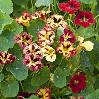 Picture of Nasturtium - Bloody Mary